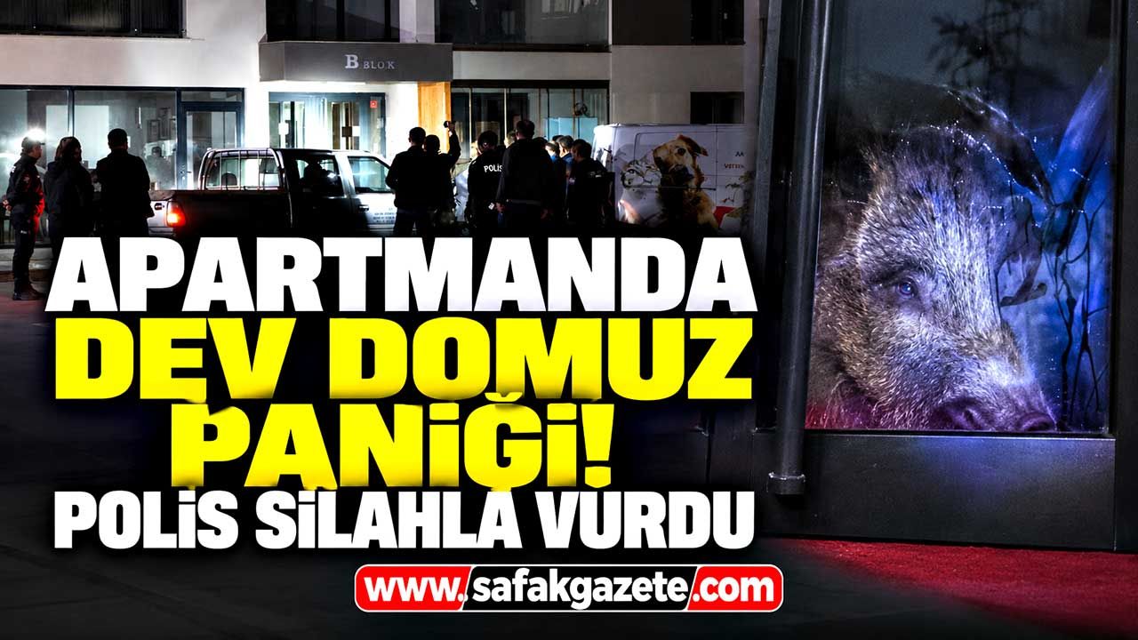 Siteye giren dev domuz paniği! Polis silahla vurdu