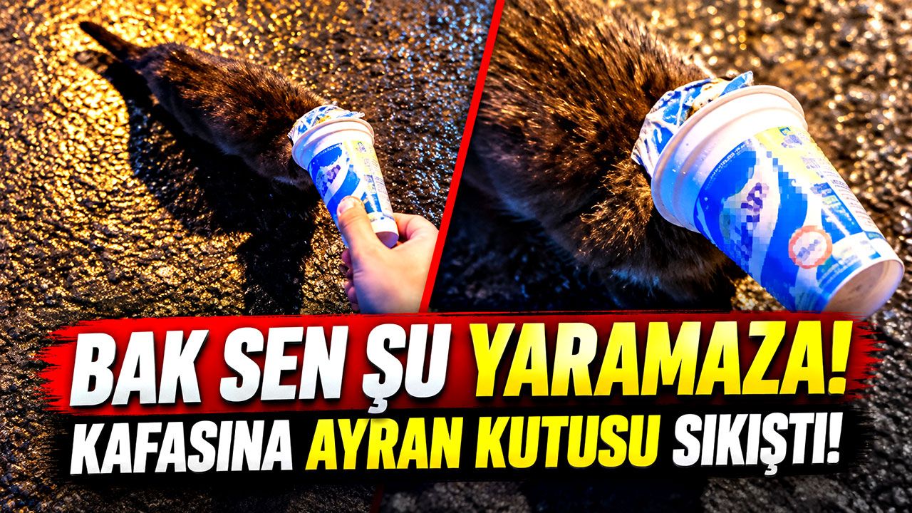 Bak sen şu yaramaza! Kafasına ayran kutusu sıkıştı!
