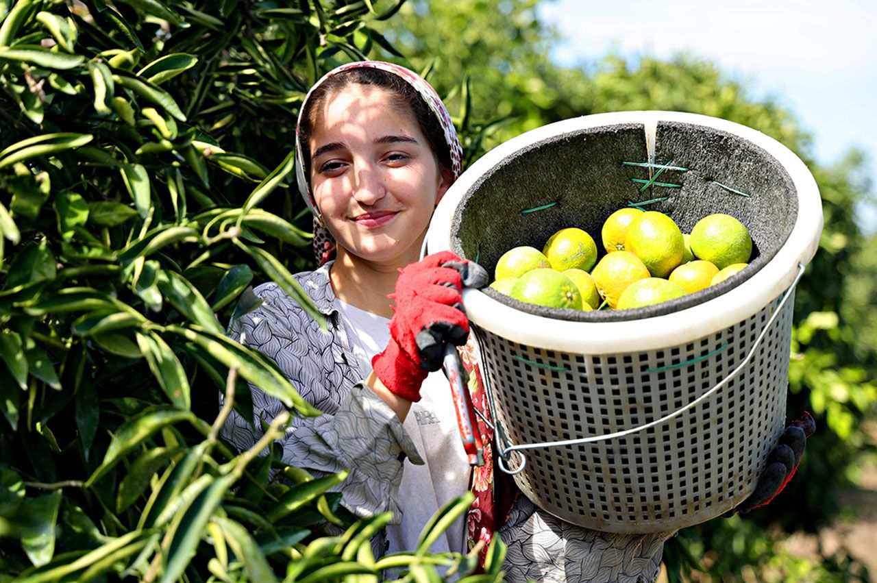 Limon 5 liraya, mandalina 7 liraya düştü! Üretici zor durumda