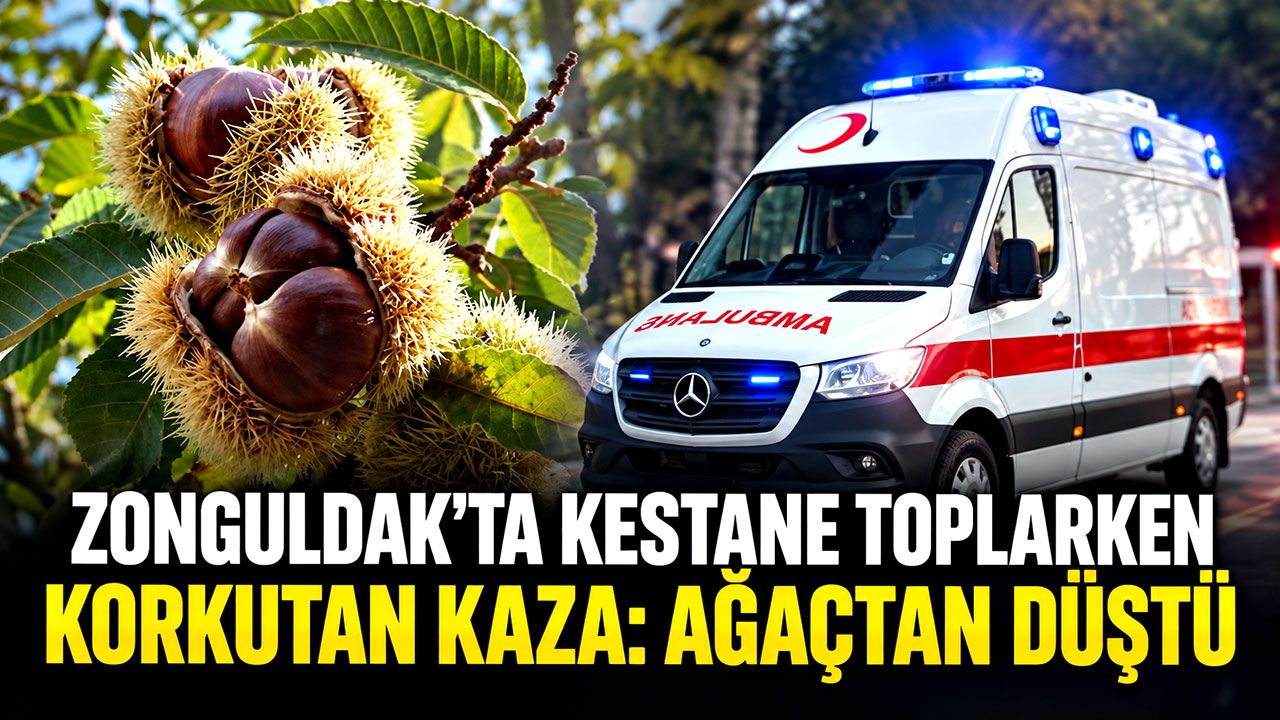 Zonguldak'ta kestane toplarken ağaçtan düştü: Hastanelik oldu